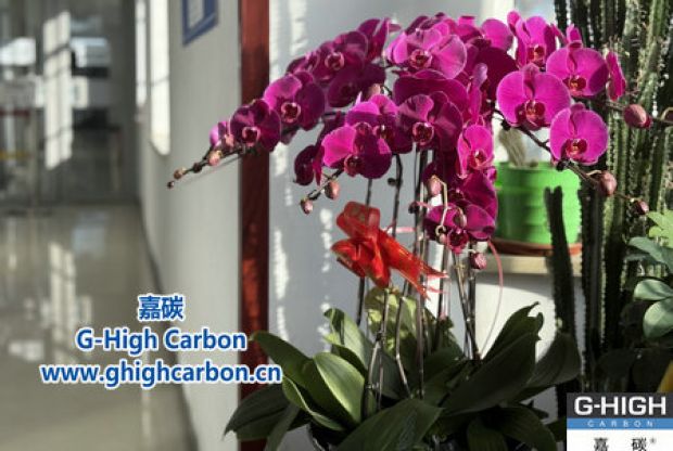 蝴蝶蘭綻活力，政企情暖新春