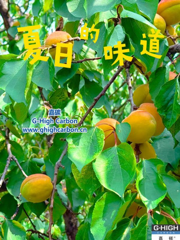 杏果滿枝時，窺見嘉碳環(huán)?！吧L力”